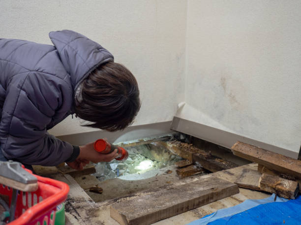 Best Mold Prevention Services  in Haskell, AR